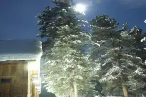 Snow leopard, Абаза