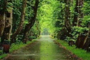 Green Wood, Цхалтубо