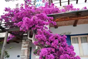 Brother's Hotel, Хора