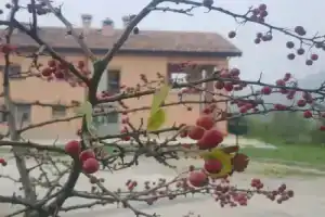 Ферма «Agriturismo Ben Ti Voglio», Болонья