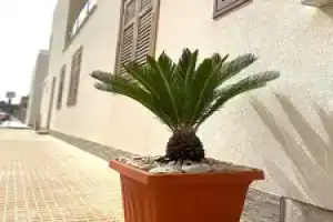 La Cycas, Сан-Вито-Ло-Капо