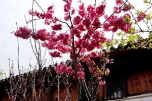 Lijiang Happy Inn, Лицзян