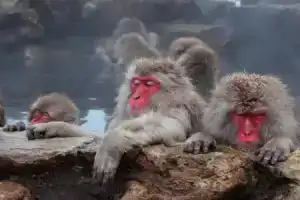 Отель «Shibu Onsen Yumoto Ryokan», Накано