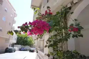 The cozy apartment, Торревьеха