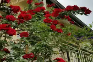 Anatolia cave hotel Pension, Гёреме