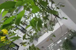 Ale Nha Trang Hotel, Нячанг