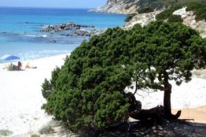Rei Marina B, Monte Nai