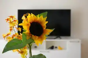 Апартаменты Comfy Nikic, Бечичи