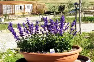 Глэмпинг Viovillas Country House Arezzo, Ареццо