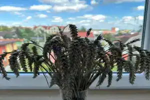 Квартира на Физкультурной, Калининград