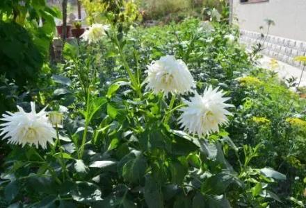 Green Dilijan b&b - 10