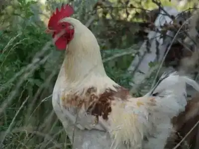 Медный Двор - 3