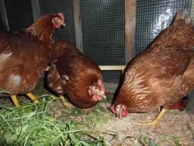 Farm Košir - 15