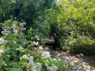 Etna Botanic Garden - 50