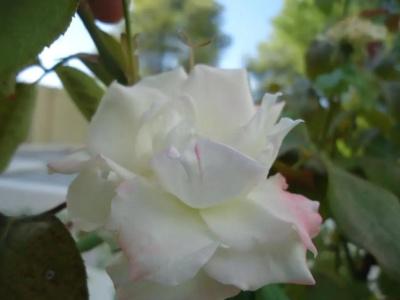 Alonissos Beach Bungalows And Suites - 44