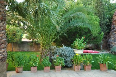 Palm Court Suites - 42