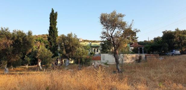 Patara Caretta - 49