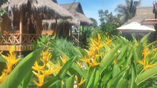 Bird of Paradise Bungalows - 17