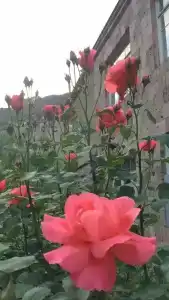 Гостевой дом на Джравазани 73 - 0