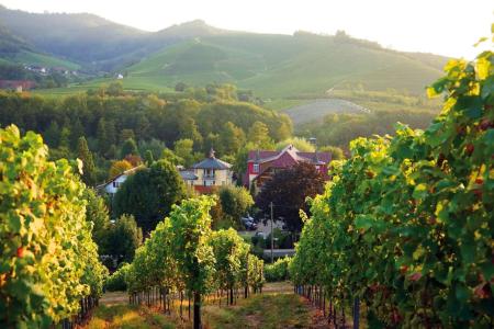 Rebstock Durbach - 9
