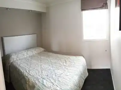 Phoenix Palm - 4