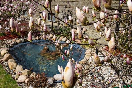 Warsaw Magnolie - 11