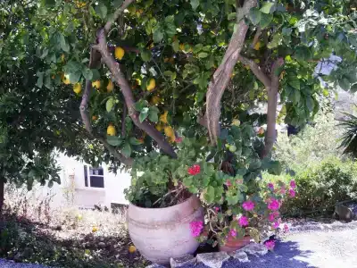 Panorama - 19