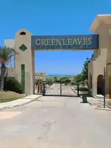 Green Leaves - 0