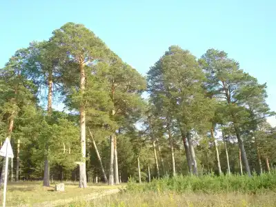 Айленд Релакс - 15