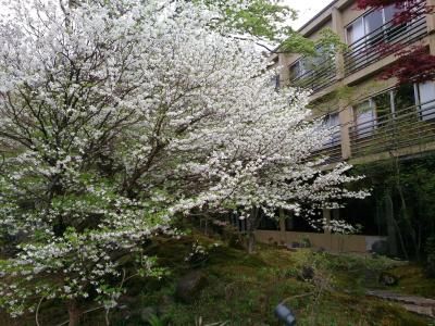 Nikko Hoshino Yado - 20