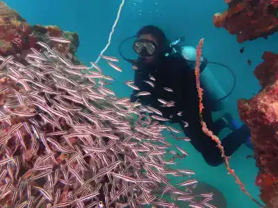 Gayana Marine - 15