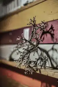 Kanela Studios - 0