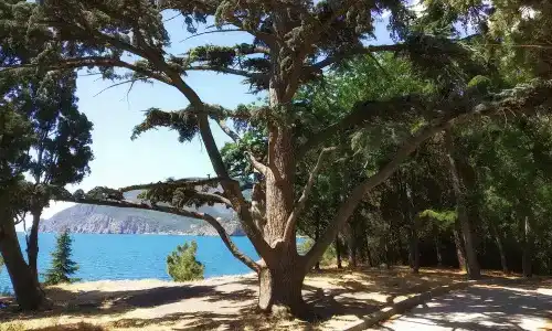 ТаврикаГолд - 6