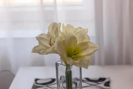 Downtown  Pula - 234