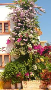 Villa Elizea - 17