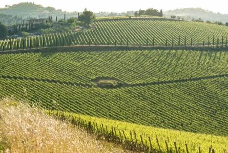 Wine Dievole - 36