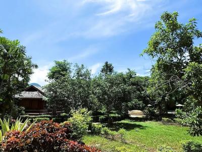 Baan Krating - Sha Plus - 50