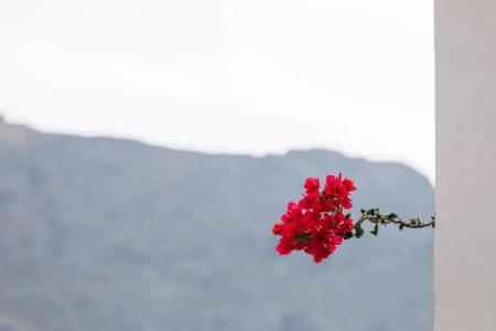 Alianthos Garden - 166