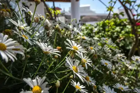 Fava Eco Suites - 139