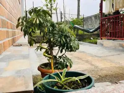 Dato - 2