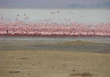Acacia Farm - 16