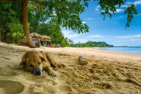 Sabai Sabai Beach Bungalows - 54