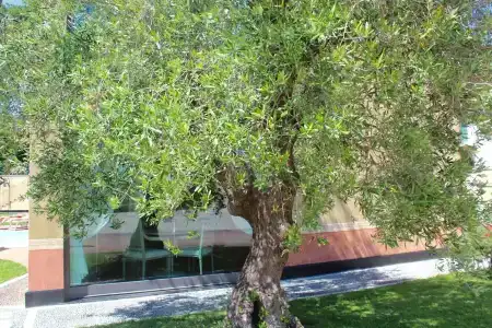 Villa Agnese - 26