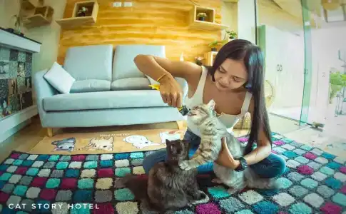 Cat Story - 12