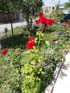 Green Dilijan b&b - 11
