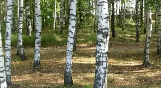 Дели - 9