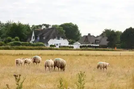Aubis Sylt - 26