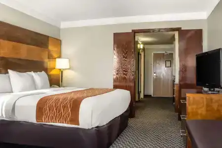 Comfort Inn & Suites - 81