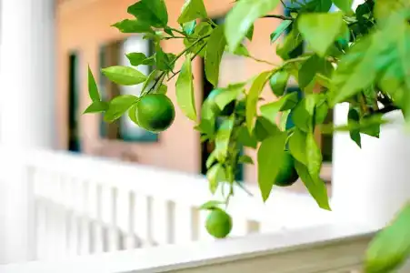 Planters Inn - - 66