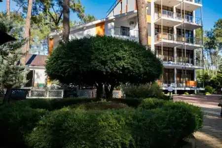 Buxus Shekvetili - 0